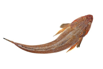 Fresh flathead fish on white background