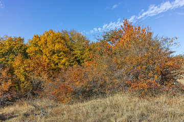 Fototapeta premium Autumn view of Cherna Gora (Monte Negro) mountain, Bulgaria