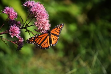butterfly on flower