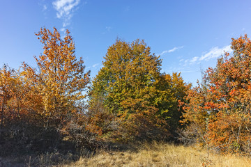 Autumn view of Cherna Gora (Monte Negro) mountain, Bulgaria