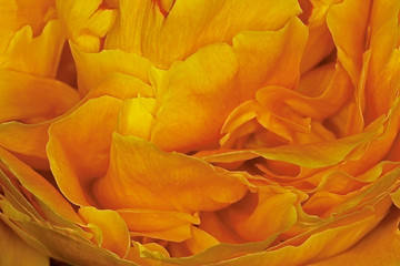 Peach orange peony flower in macro closeup