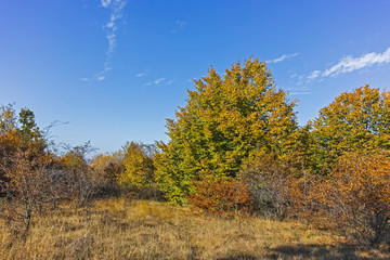 Fototapeta premium Autumn view of Cherna Gora (Monte Negro) mountain, Bulgaria