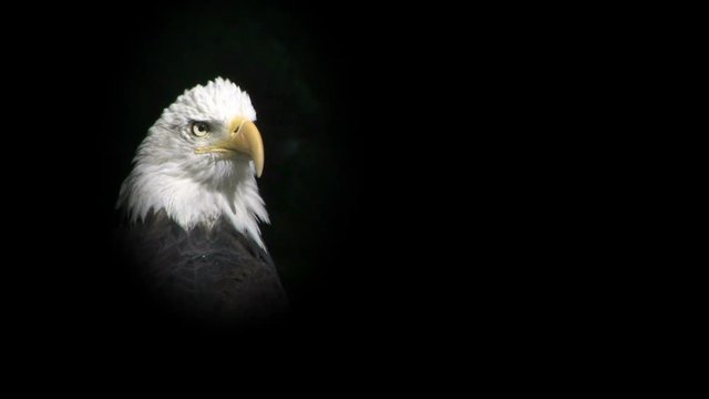 Bald eagle profile on black background.mov