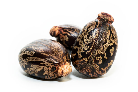 Castor oil seeds on white background
