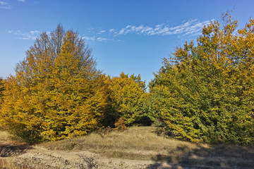 Fototapeta premium Autumn view of Cherna Gora (Monte Negro) mountain, Bulgaria