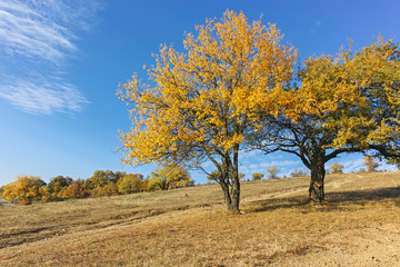 Autumn view of Cherna Gora (Monte Negro) mountain, Bulgaria