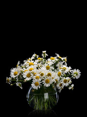 Bouquet from meadow chamomile