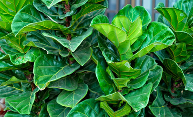 Fototapeta na wymiar Leaves of fiddle leaf fig (Ficus lyrata), close view.