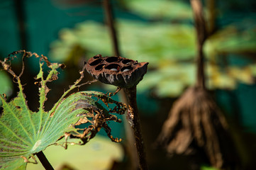 Dried Lotus seed pods and rotten Water Lily leaf edge eaten by worm with green blurred background on bright sunny day.