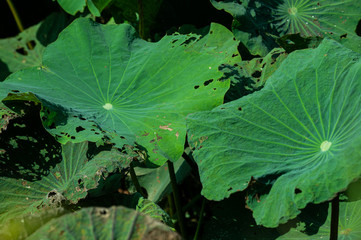 Green Lotus leaves some edges eaten by worms in big pond on bright sunny day.