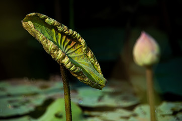 Young green Lotus leaf with blurred sweet pink Water Lily flower background.