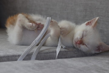 pequeno gatinho branco