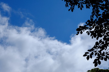 空と木