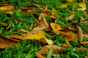 Fallen leaves on the lawn
