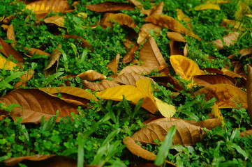 Fallen leaves on the lawn
