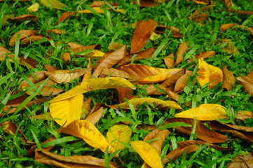 Fallen leaves on the lawn