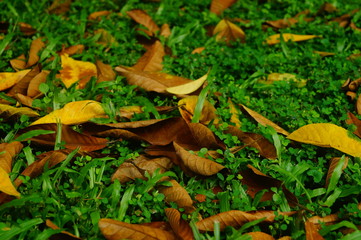 Fallen leaves on the lawn