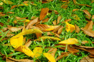 Fallen leaves on the lawn