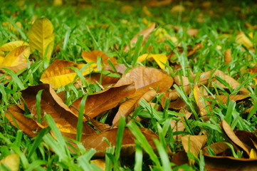 Fallen leaves on the lawn