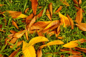 The leaves are on the lawn