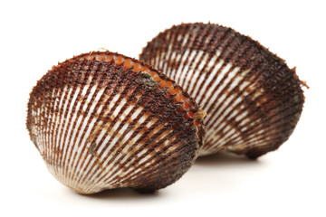 Fresh raw sea cockles clams