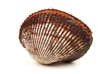 Fresh raw sea cockles clams