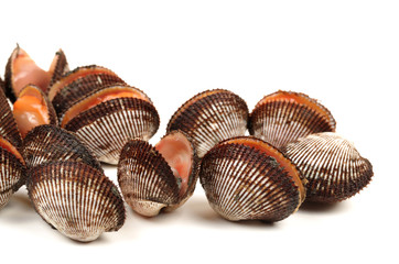 Fresh raw sea cockles clams