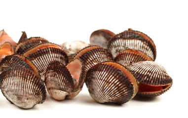 Fresh raw sea cockles clams