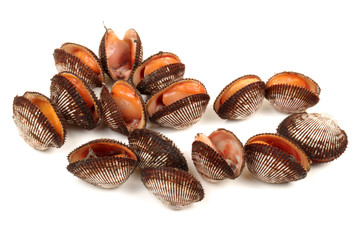 Fresh raw sea cockles clams