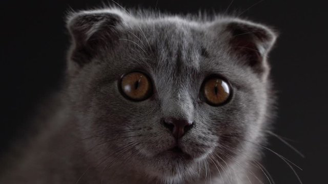 British scottish fold cat close up portrait