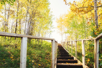 A wooden staircase with handrails leading up to a bright sky through a forest of autumn colored trees in a countryside landscape