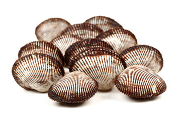 Fresh raw sea cockles clams