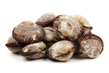Fresh raw sea cockles clams