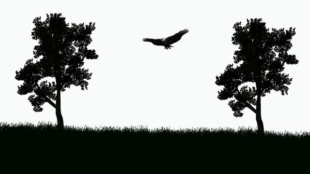 : Bald Eagle soars between trees.mov