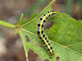 オクラの葉を食害するオオタバコガの幼虫