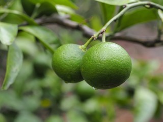 畑の青いミカン