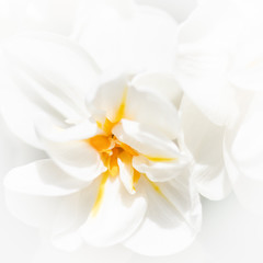 Naklejka na ściany i meble Abstract white and yellow flower petals