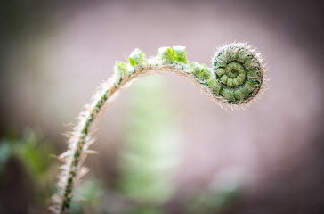 Young fiddlehead fern on neutral background © Marion Wear