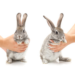 Rabbit on white background. Huddle, gray.