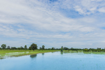 Damage from water flood and the rainstorm of green paddy rice field in Thailand.