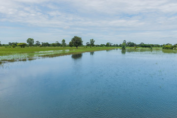 Damage from water flood and the rainstorm of green paddy rice field in Thailand.