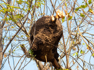 termite nest in colony on tree. These insects are responsible for destroying wooden objects and houses.