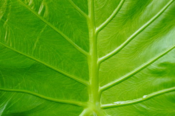 Leaves of arum green plant