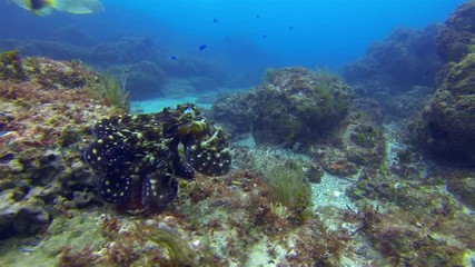 Octopus & Leopard Shark. Beautiful Colourful Squid & Graceful Zebra Shark Colour Camouflage On Calm Peaceful Coral Reef In Blue Sunlit Sea. Dangerous Marine Life & Aquatic Underwater Wildlife