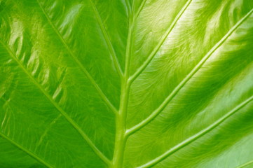 Leaves of arum green plant