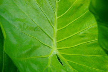Leaves of arum green plant