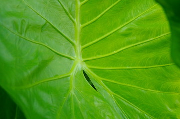 Leaves of arum green plant