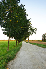 Field path between green meadows, lined by avenue trees, in the evening light, southeast of Munich - in portrait format