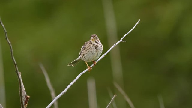 Corn bunting (Emberiza calandra) singing