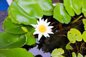 lotus flower in the pond